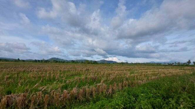
					Lahan Sawah Padi yang baru saja dipanen di Koya Timur, Muara Tami, Kota Jayapura / Euforia.id