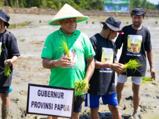 Gubernur Papua, Matius D. Fakhiri melakukan penanaman perdana padi di Kampung Tetom Jaya, Distrik Bonggo, Kabupaten Sarmi / Istimewa