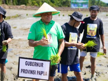 Gubernur Papua, Matius D. Fakhiri melakukan penanaman perdana padi di Kampung Tetom Jaya, Distrik Bonggo, Kabupaten Sarmi / Istimewa