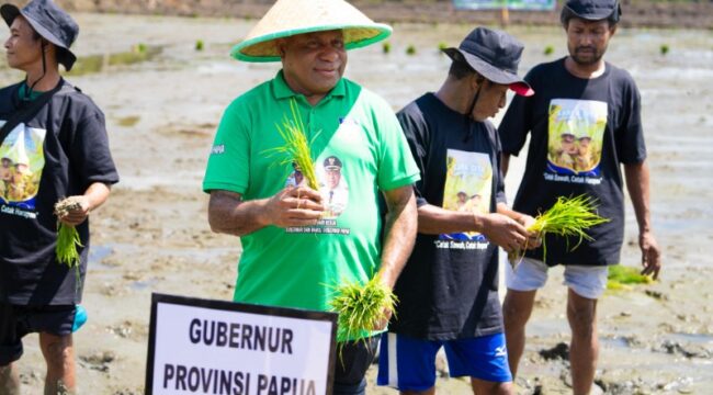 Gubernur Papua, Matius D. Fakhiri melakukan penanaman perdana padi di Kampung Tetom Jaya, Distrik Bonggo, Kabupaten Sarmi / Istimewa