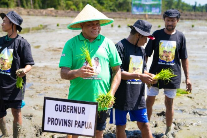 
					Gubernur Papua, Matius D. Fakhiri melakukan penanaman perdana padi di Kampung Tetom Jaya, Distrik Bonggo, Kabupaten Sarmi / Istimewa