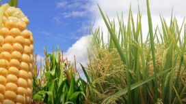 Ilustrasi / Kementerian Pertanian