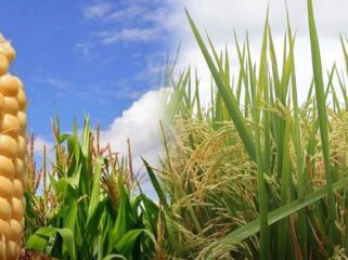 Ilustrasi / Kementerian Pertanian