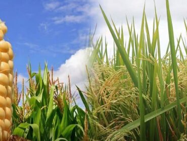 Ilustrasi / Kementerian Pertanian