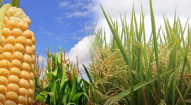 Ilustrasi / Kementerian Pertanian