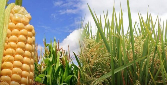 
					Ilustrasi / Kementerian Pertanian