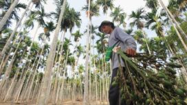Salah satu petani pinang saat melakukan panen, di Kampung Skouw Sae, Distrik Muara Tami, Kota Jayapura, 29 Desember 2025 / Erianto