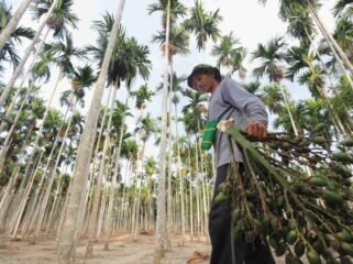 Salah satu petani pinang saat melakukan panen, di Kampung Skouw Sae, Distrik Muara Tami, Kota Jayapura, 29 Desember 2025 / Erianto