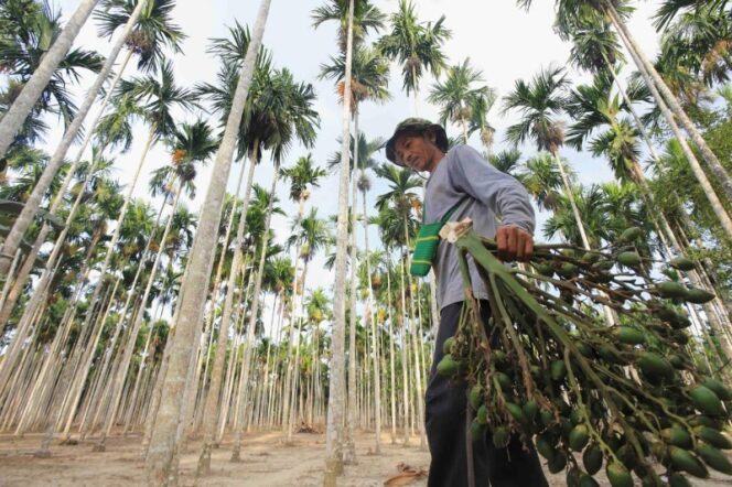 
					Napas Pinang, Kontribusi Pupuk Indonesia Menjaga Warisan Sosial dari Akar