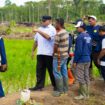 Gubernur Papua, Matius D. Fakhiri saat meninjau lokasi cetak sawah di Kabupaten Keerom / Istimewa
