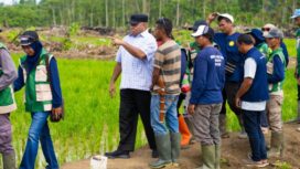 Gubernur Papua, Matius D. Fakhiri saat meninjau lokasi cetak sawah di Kabupaten Keerom / Istimewa