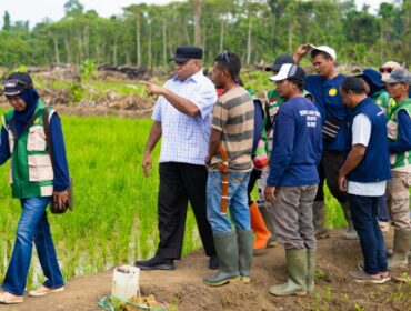 Gubernur Papua, Matius D. Fakhiri saat meninjau lokasi cetak sawah di Kabupaten Keerom / Istimewa