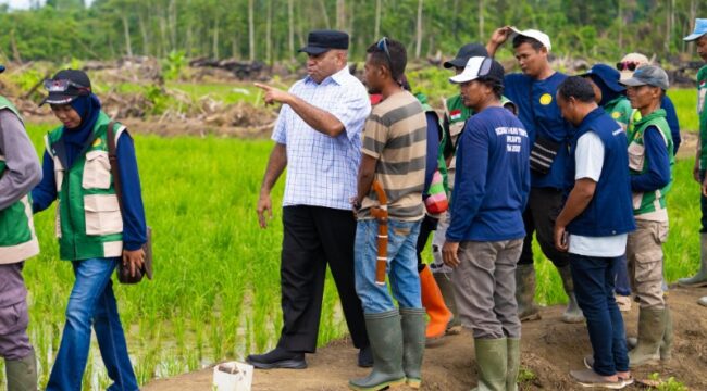 Gubernur Papua, Matius D. Fakhiri saat meninjau lokasi cetak sawah di Kabupaten Keerom / Istimewa