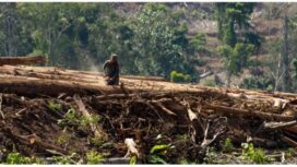 Ilustrasi / dok Walhi