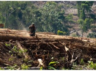 Ilustrasi / dok Walhi