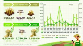 Infografis luas panen padi di Provinsi Papua / dok BPS Papua