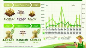 Infografis luas panen padi di Provinsi Papua / dok BPS Papua