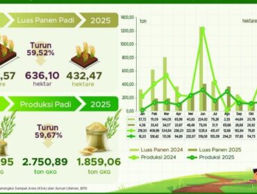 Infografis luas panen padi di Provinsi Papua / dok BPS Papua