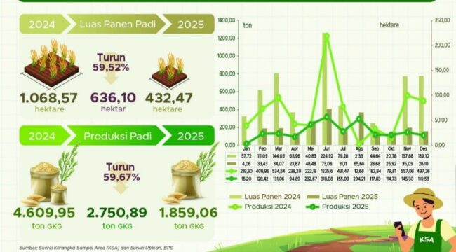 Infografis luas panen padi di Provinsi Papua / dok BPS Papua
