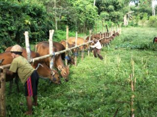 Ilustrasi / dok Kementerian Pertanian