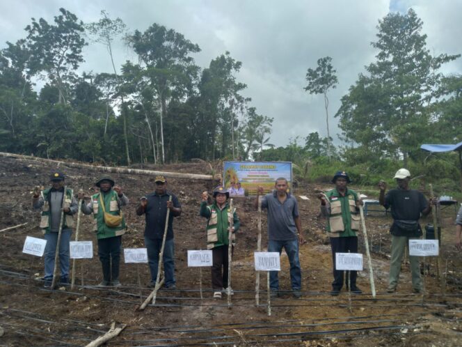 
					Penanaman perdana padi gogo dan kopi yang diinisiasi oleh Kelompok Tani Sendaro di Kampung Makmakerbo, Distrik Oridek, Biak Numfor / Yamander