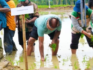 Gubernur Papua, Matius D. Fakhiri ikut menanam padi perdana di Kampung Swentab, Distrik Kemtuk Gresi, Kabupaten Jayapura / Istimewa