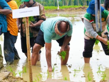Gubernur Papua, Matius D. Fakhiri ikut menanam padi perdana di Kampung Swentab, Distrik Kemtuk Gresi, Kabupaten Jayapura / Istimewa