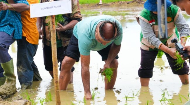 Gubernur Papua, Matius D. Fakhiri ikut menanam padi perdana di Kampung Swentab, Distrik Kemtuk Gresi, Kabupaten Jayapura / Istimewa