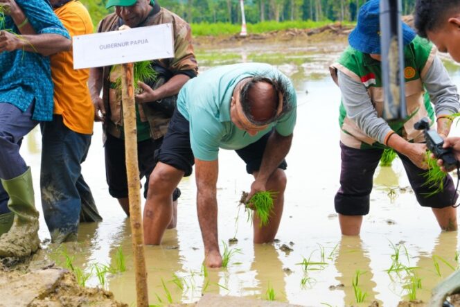 
					Gubernur Papua, Matius D. Fakhiri ikut menanam padi perdana di Kampung Swentab, Distrik Kemtuk Gresi, Kabupaten Jayapura / Istimewa