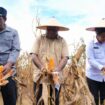 Gubernur Papua, Matius D. Fakhiri melakukan panen raya / Istimewa