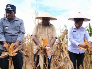 Gubernur Papua, Matius D. Fakhiri melakukan panen raya / Istimewa