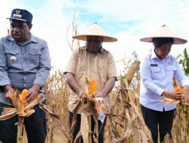 Gubernur Papua, Matius D. Fakhiri melakukan panen raya / Istimewa