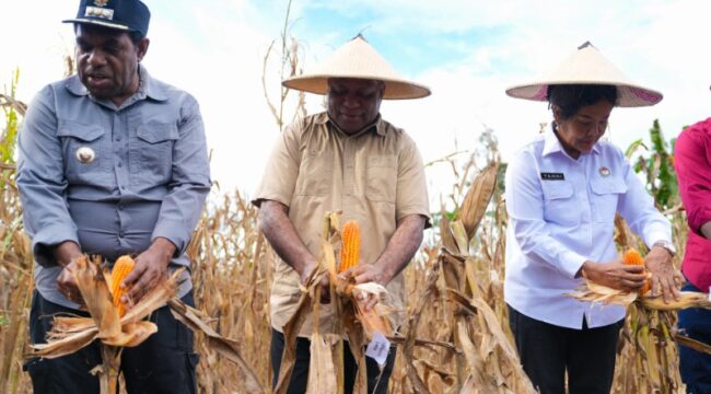 Gubernur Papua, Matius D. Fakhiri melakukan panen raya / Istimewa