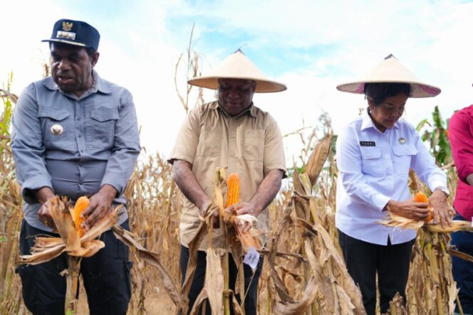 
					Gubernur Papua, Matius D. Fakhiri melakukan panen raya / Istimewa
