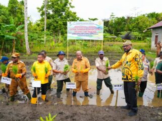 Gubernur Papua, Matius D. Fakhiri turut menanam padi perdana di Kabupaten Waropen / Istimewa