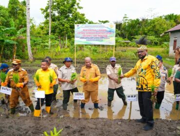 Gubernur Papua, Matius D. Fakhiri turut menanam padi perdana di Kabupaten Waropen / Istimewa