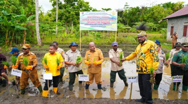 Gubernur Papua, Matius D. Fakhiri turut menanam padi perdana di Kabupaten Waropen / Istimewa