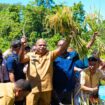 Gubernur Papua, Matius D. Fakhiri dalam panen padi perdana di Kepulauan Yapen / Istimewa