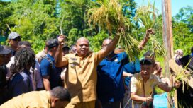 Gubernur Papua, Matius D. Fakhiri dalam panen padi perdana di Kepulauan Yapen / Istimewa