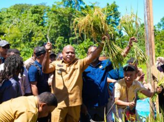 Gubernur Papua, Matius D. Fakhiri dalam panen padi perdana di Kepulauan Yapen / Istimewa