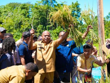 Gubernur Papua, Matius D. Fakhiri dalam panen padi perdana di Kepulauan Yapen / Istimewa