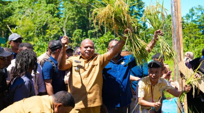 Gubernur Papua, Matius D. Fakhiri dalam panen padi perdana di Kepulauan Yapen / Istimewa