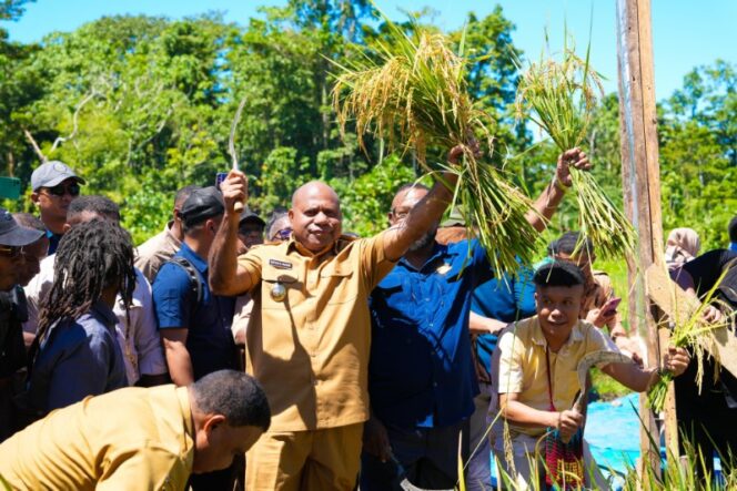 
					Gubernur Papua, Matius D. Fakhiri dalam panen padi perdana di Kepulauan Yapen / Istimewa
