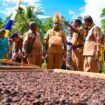 Gubernur Papua, Matius D. Fakhiri saat mengunjungi petani kakao di Kampung Konti, Menawi, Kepulauan Yapen / Istimewa